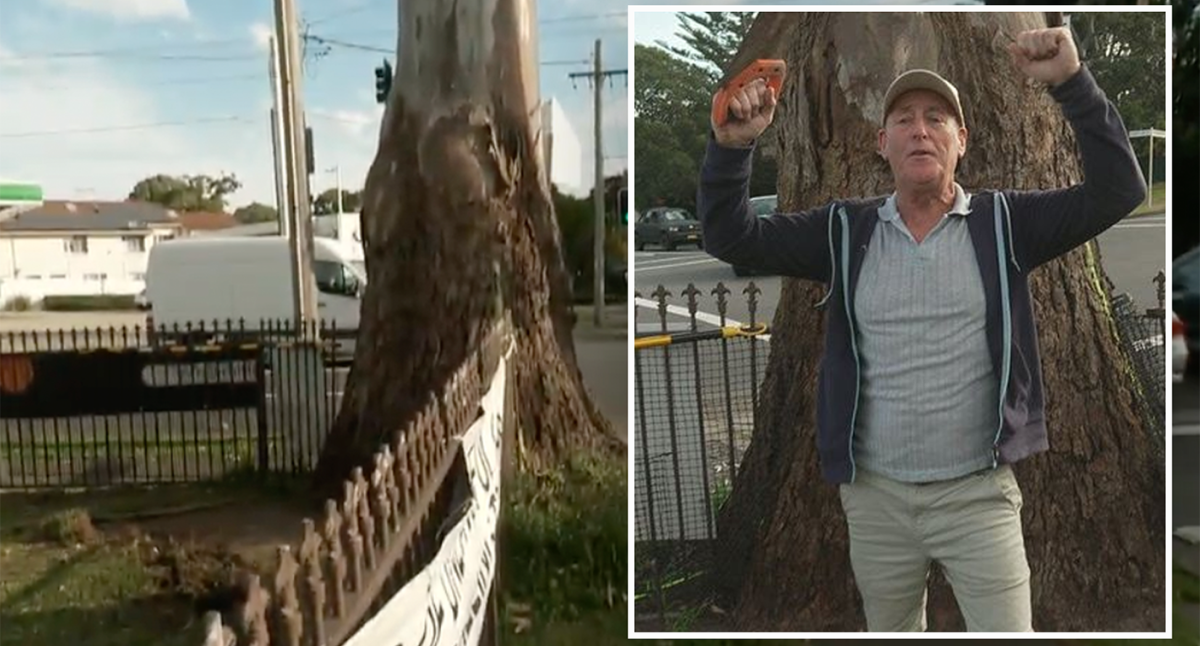 Bitter dispute between homeowner and city administration over “dangerous” rubber tree