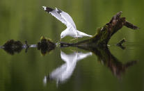 <p>A gull rests on a driftwood on a pond at a forest near the village of Svislach in Belarus on May 17, 2016, as spring weather arrives. (Sergei Grits/AP)</p>