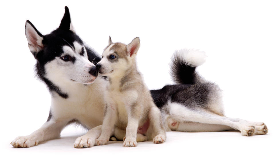 <p>Siberian husky Ash with one of his pups, 7 weeks old. (Warren Photographic/Mercury Press) </p>