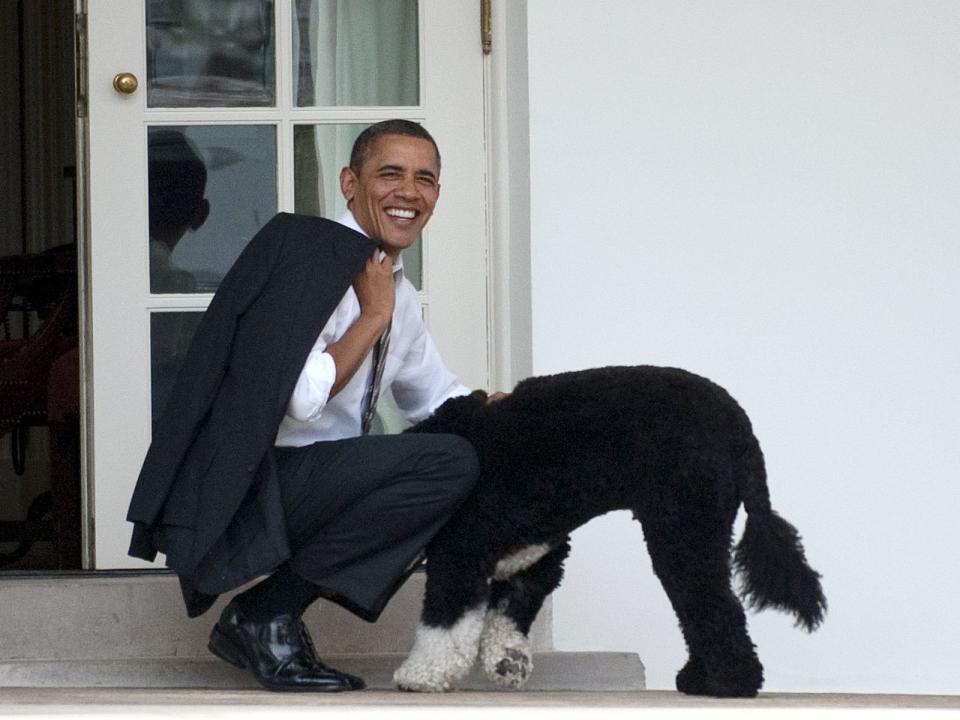Donald Trump ist tatsächlich der erste US-Präsident, der kein Haustier mit ins Weiße Haus brachte. Die meisten seiner Vorgänger hatten mindestens einen Hund, so wie etwa Barack Obama, der hier Bo, einen der beiden Portugiesischen Wasserhunde der Familie, liebevoll streichelt. (Bild: Jim Watson/AFP/Getty Images)