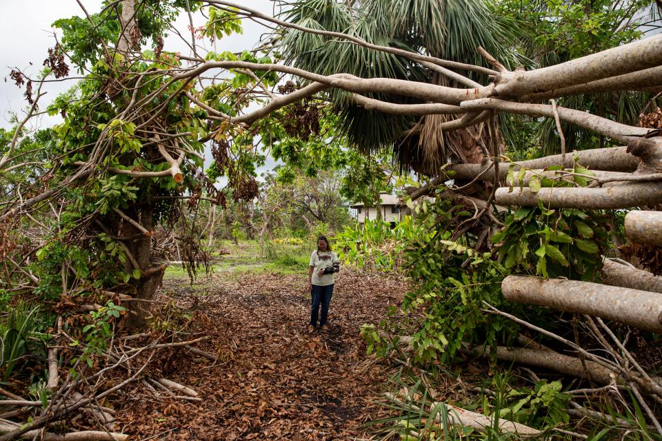 Donna Schneider, owner of Pine Island Tropicals surveys her property that was wiped out by Hurricane Ian.