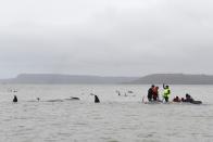 Marine rescue teams attempt to help save hundreds of pilot whales stranded on a sand bar on September 22, 2020 in Strahan, Australia. (Photo by Brodie Weeding/The Advocate - Pool/Getty Images)