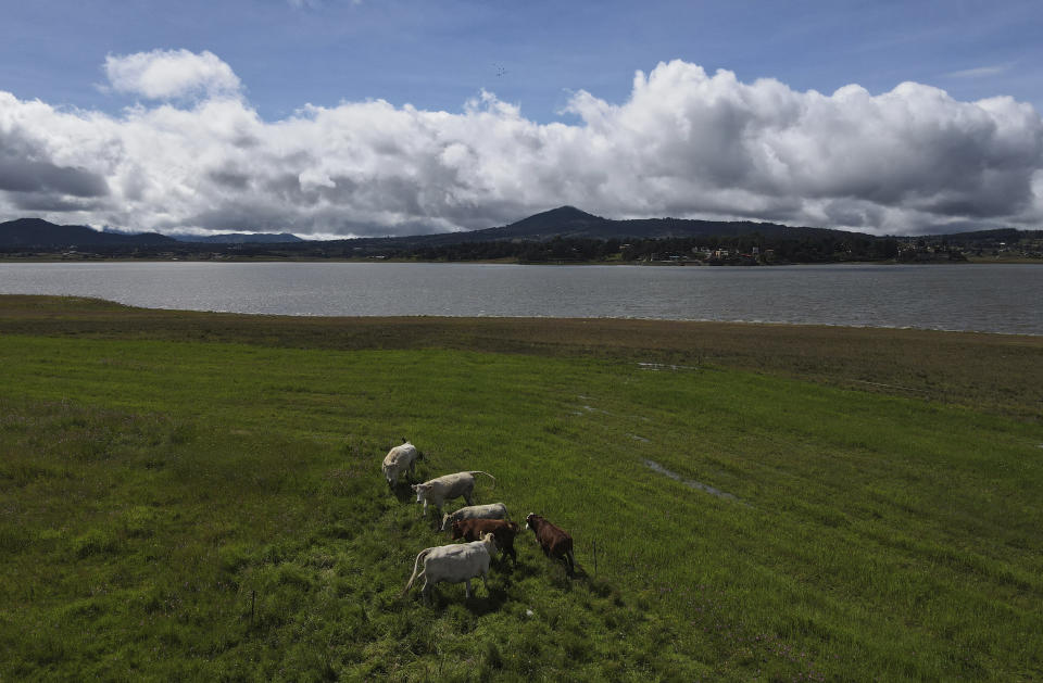 Cattle graze next to the Victoria reservoir, where its banks are brown due to low water levels, in the the State of Mexico, Tuesday, Oct. 10, 2023. The capital’s reservoirs like Villa Victoria are running historically low following a “too dry” summer, according to official data, and as the rainy season draws to a close, water restrictions have already begun. (AP Photo/Marco Ugarte)