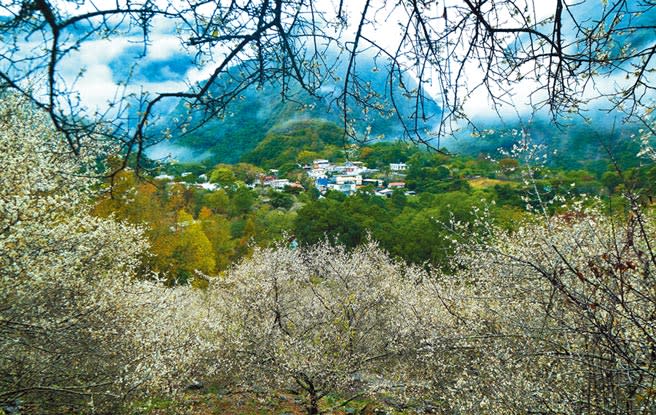 南橫公路新武部落盛開的梅花，與遠處山嵐相映，蔚為美景，賞花正是時候。（莊哲權攝）