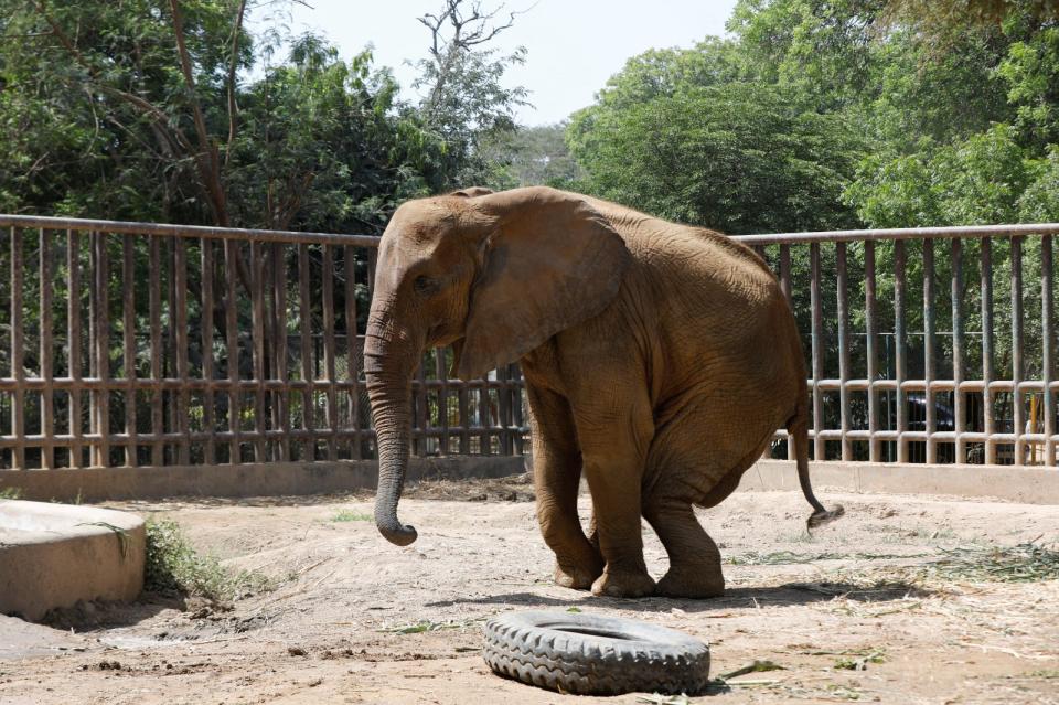 2023年4月6日，巴基斯坦喀拉蚩動物園的大象奴兒潔罕接受動物福利組織「四爪」獸醫治療後的情況。路透社