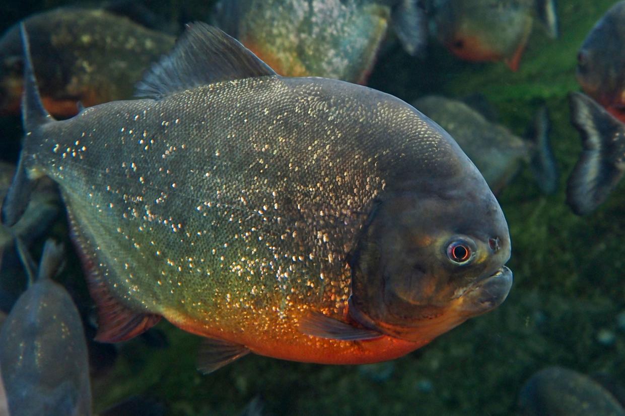 File image: A fish goes viral with its pearly-ish white teeth (Getty Images)