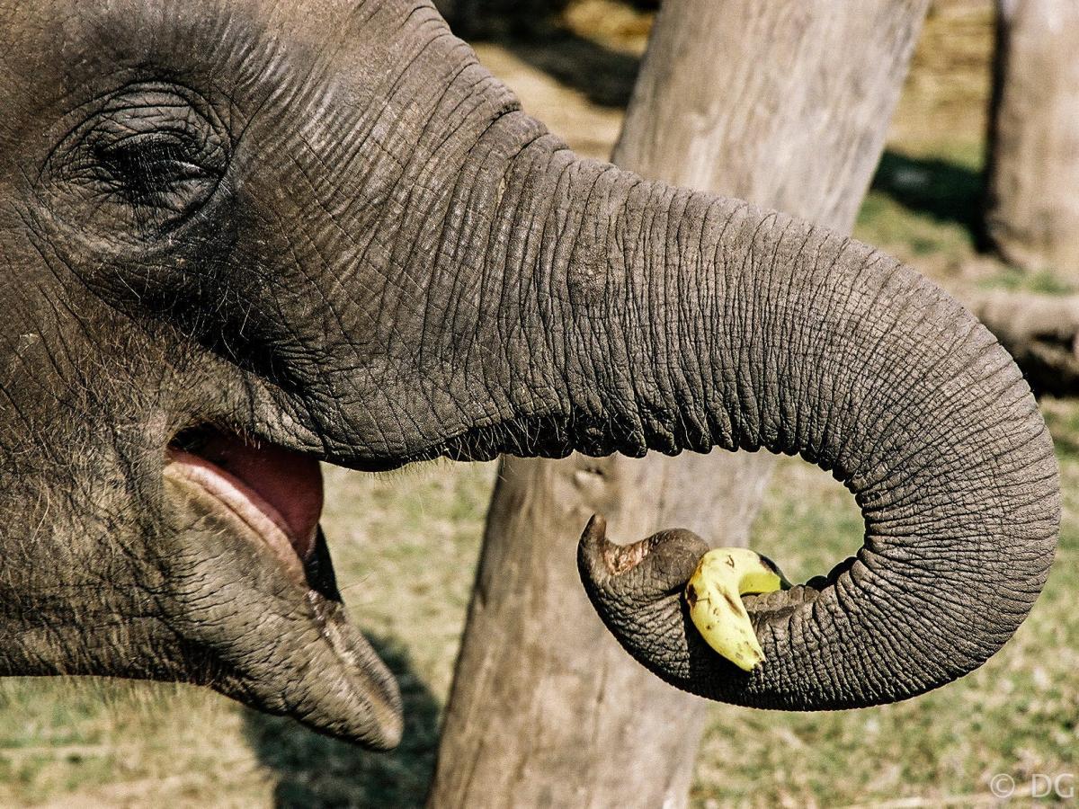 The elephant's trunk and its uses have baffled scientists and public alike