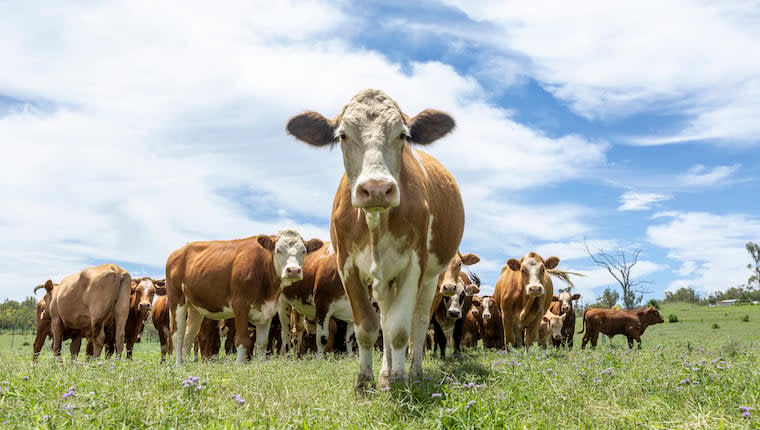 Study Shows Dogs Can Detect Bovine Respiratory Disease