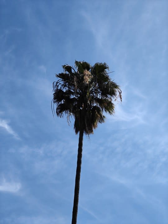 Palm tree closeup taken with OnePlus 12 telephoto camera.