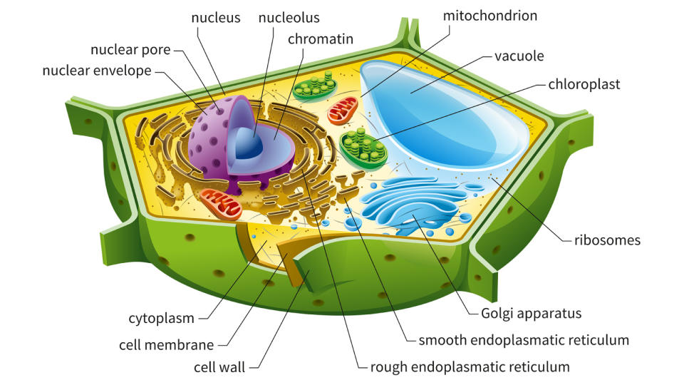 Plant cell	