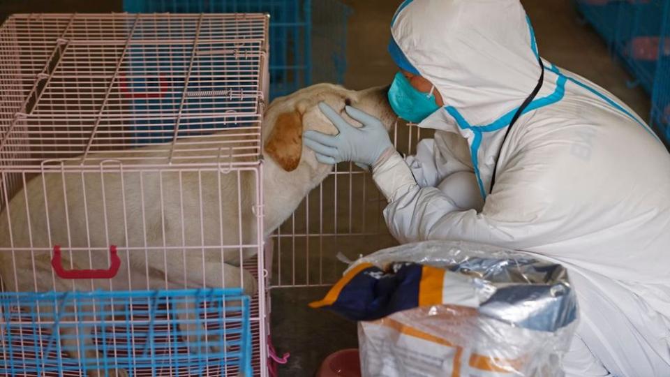 Un perro junto a un trabajador sanitario en Shanghái.