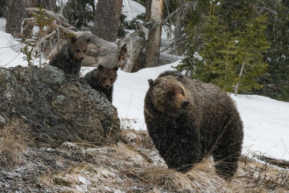 Felicia walking along a weeded area with her two cubs.