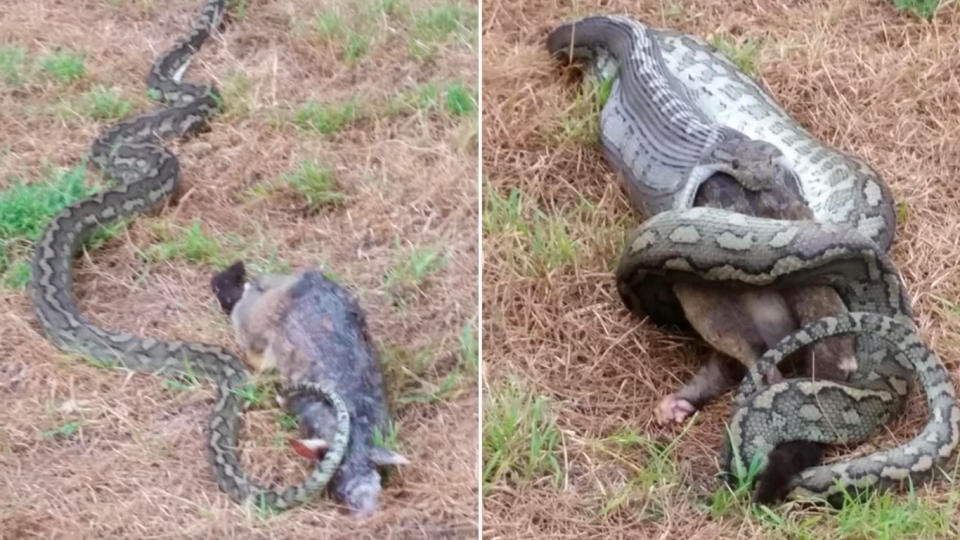 Graphic images posted to a Townsville snake catcher’s Facebook page show the moment a massive snake tries to make a meal out of a possum. Source: Facebook/Townsville Snake Catchers