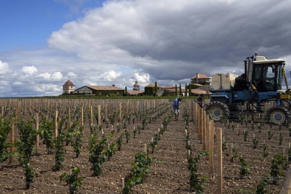 Manon Lecouffe, right, and Didier Lebas water newly planted vines to help them grow at Château Smith-Haut-Lafitte in Martillac, south of Bordeaux, southwestern France, Monday, Aug. 22, 2022. Vines that are several years old have deep roots that allow them to draw water from far underground and endure drought without suffering too much. But this year, estates had authorization to water adult vines, a practice usually banned in Bordeaux. (AP Photo/Francois Mori)