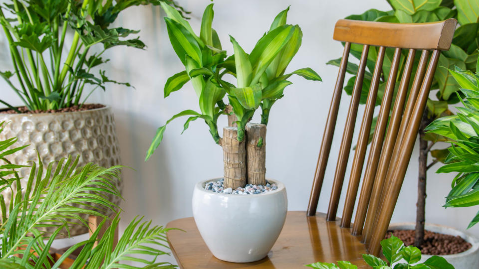 A dracaena fragrans on a wooden chair