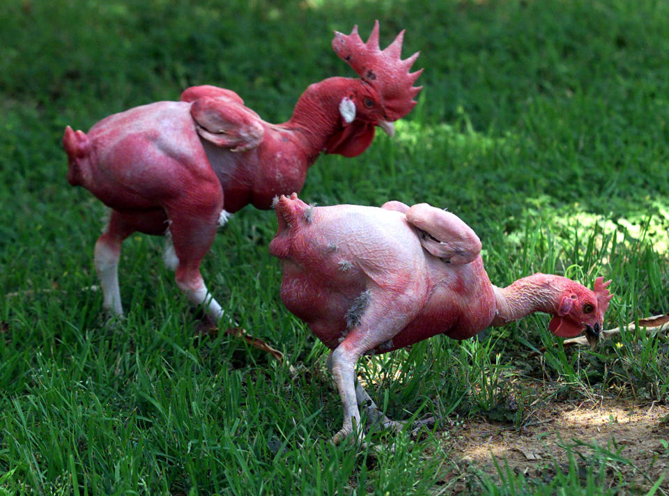 Two featherless chickens peck around in some grass May 22, 2002 at the Hebrew University in Rehovot...