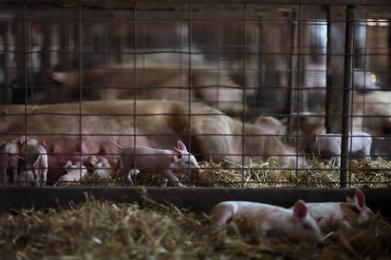 A pig farm for Niman Ranch located in Maryland, U.S.