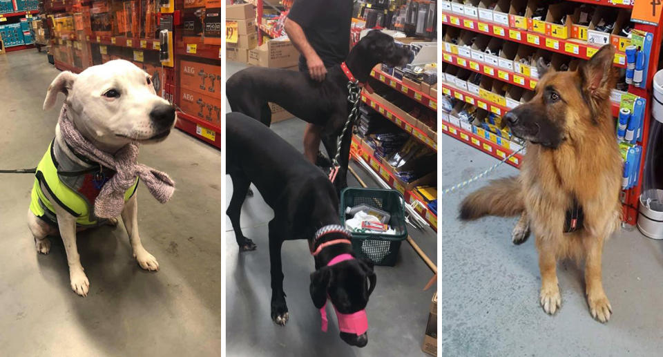 Dogs in Bunnings stores