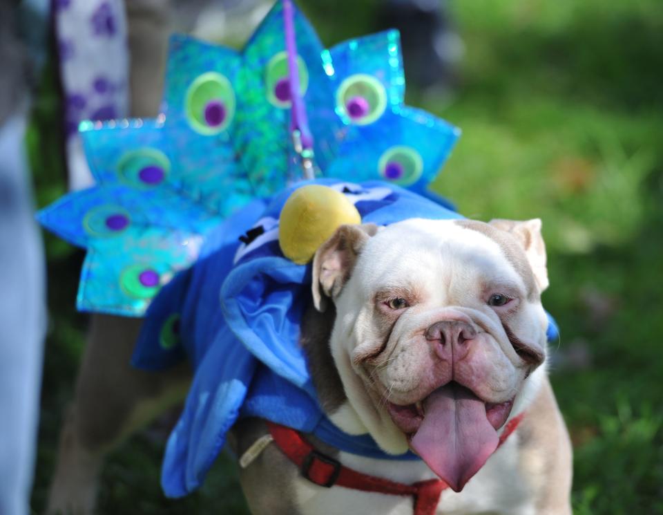 English bulldog Lily became a peacock for the day at a past Halloween parade welcoming dogs and children at Mashpee Commons.