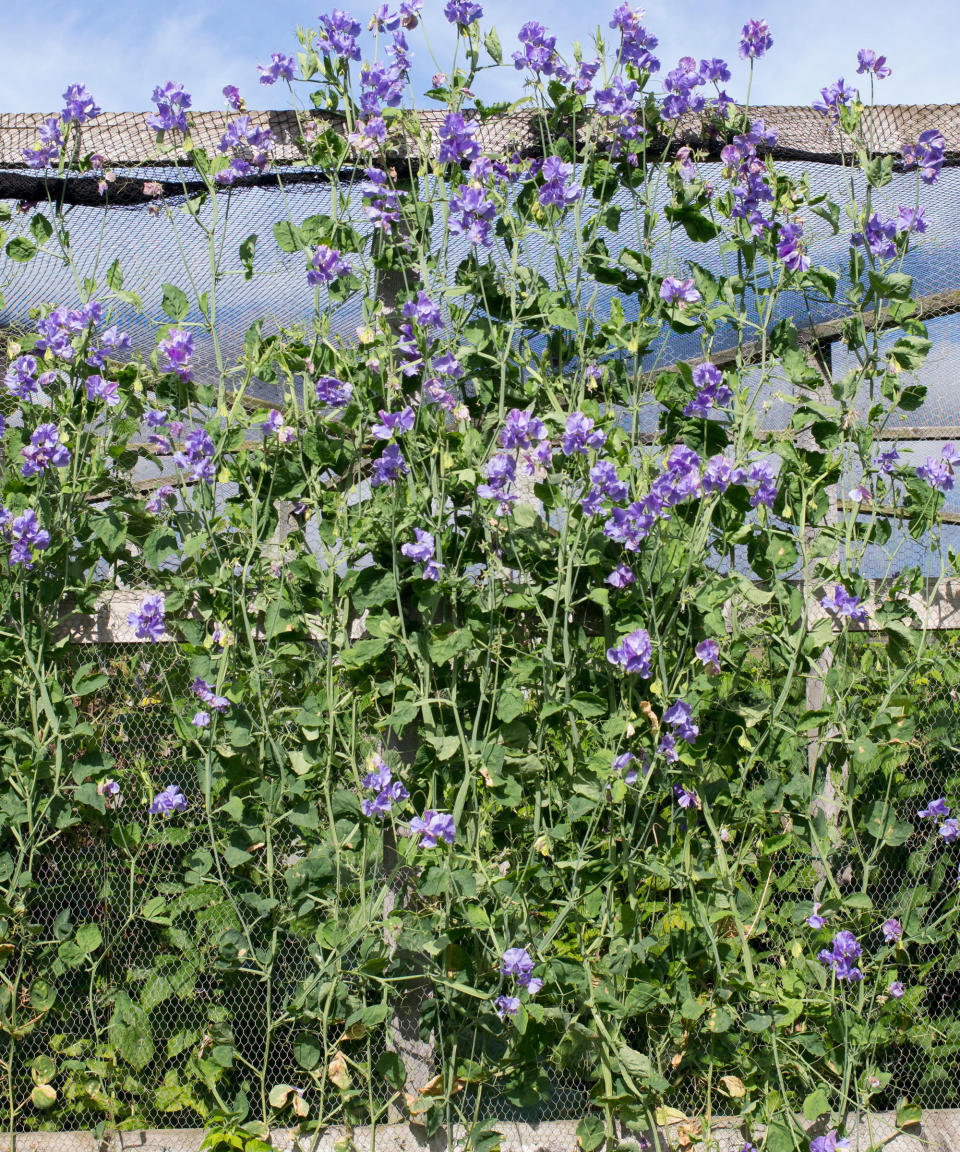 Lathyrus odoratus sweet peas growing on netting