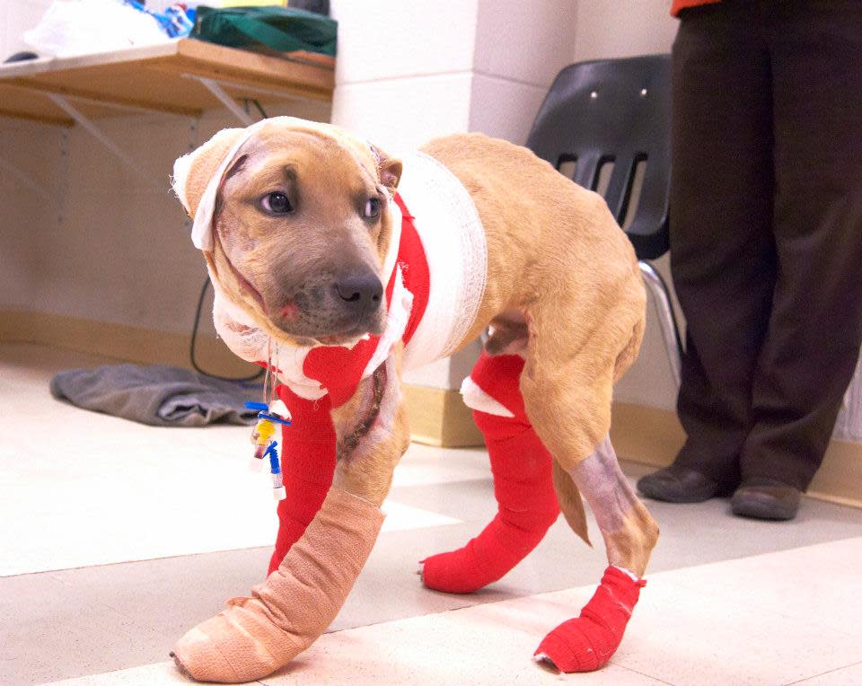 Five days after the incident, Wright said he was guardedly optimistic about Trooper’s chances for recovery. “This puppy has experienced severe trauma and horrible injuries, and his condition could change quickly,” he said. The dog had severe injuries to his face, ears, shoulder, legs and side. <a href="http://www.hsmo.org/" rel="nofollow noopener" target="_blank" data-ylk="slk:(Courtesy of the Humane Society of Missouri);elm:context_link;itc:0;sec:content-canvas" class="link ">(Courtesy of the Humane Society of Missouri)</a>