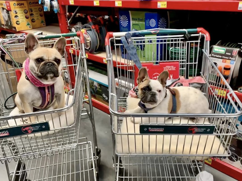 Two French bulldogs in trolleys inside a Bunnings Warehouse store