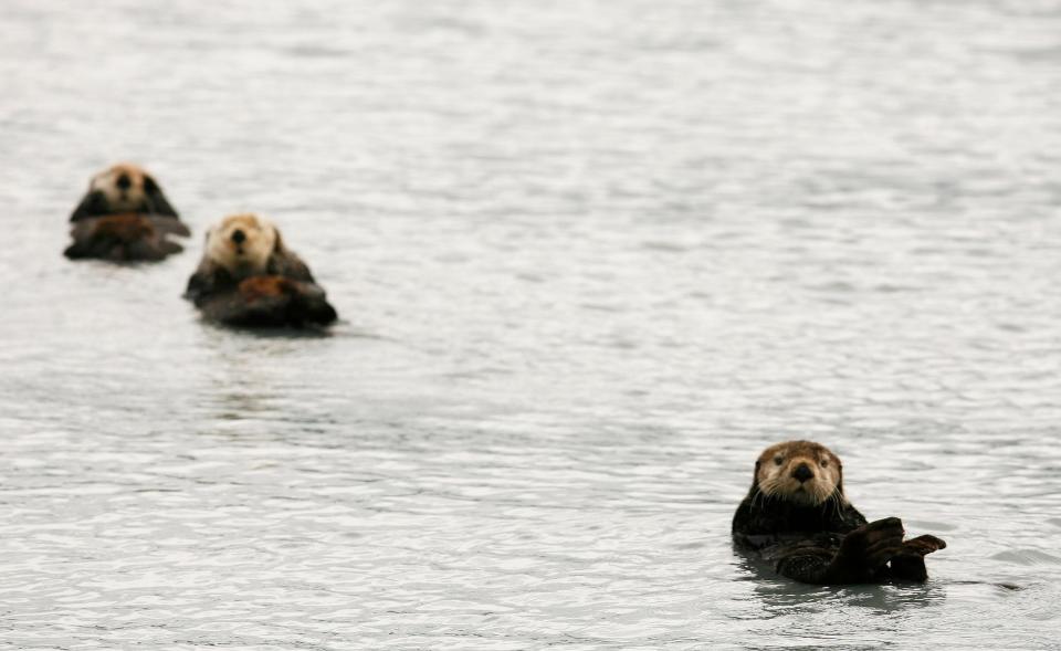 Three sea otters float in the water.