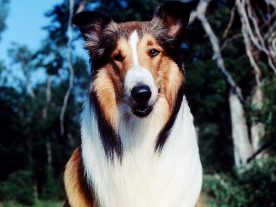 lassie