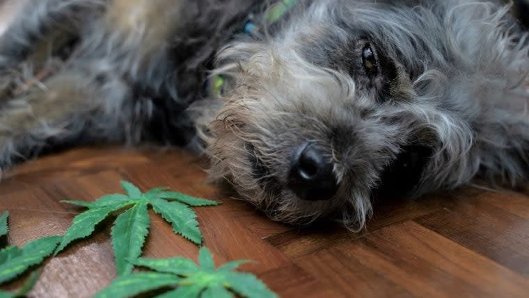 How To Keep Your Dog Safe From Cannabis