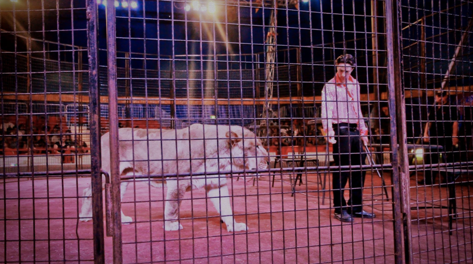 A circus picture showing Matthew Ezekiel performing with one of his lions. Source: Stardust 