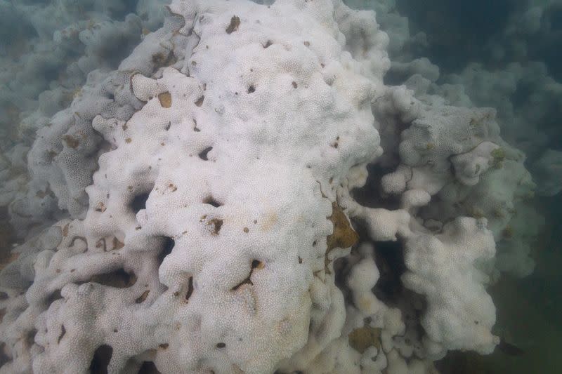 Bleached coral is seen in a reef at the Costa dos Corais in Japaratinga