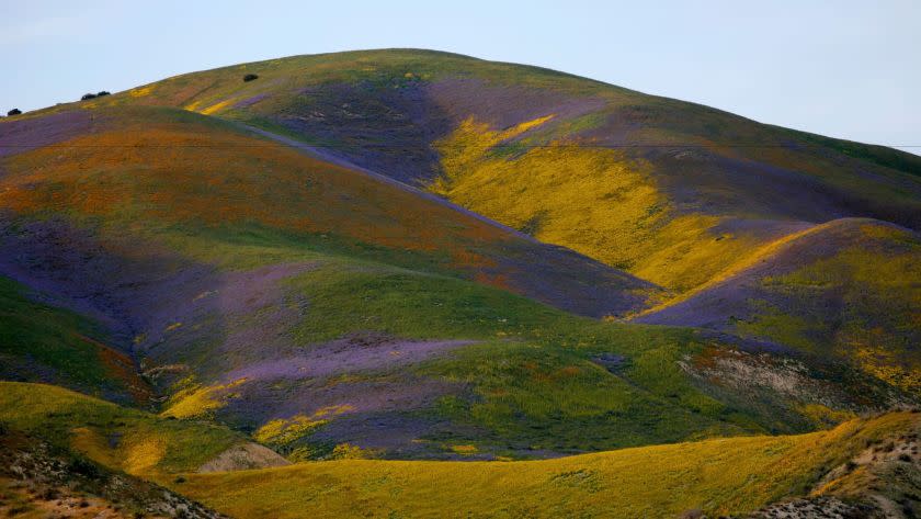 San Luis Obispo County, CA April 9, 2017: Yellow, purple, green and orange colors on the velvet rolling hills the Temblor Range, in Carrizo Plain National Monument in San Luis Obsipo County, CA April 9, 2017. The area has erupted with wildflowers and the crowds are small in this grassy plain west of Bakersfield. Visitors can hick in the hills, or view the gorgeous colors from the road. (Francine Orr/ Los Angeles Times)