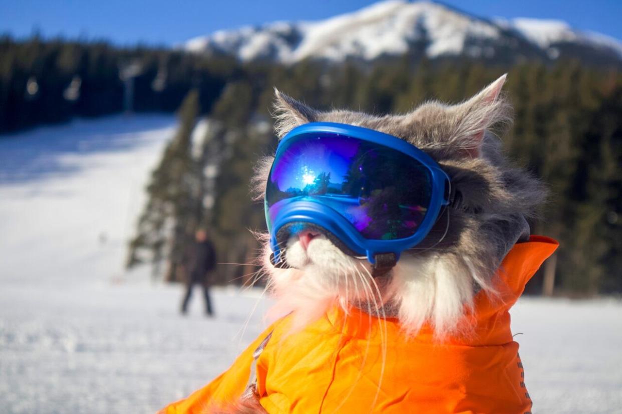 <span class="caption">Gary le chat a près de 440 000 abonnés sur Instagram. Avec son humain, il fait du ski, de la planche à pagaie et de la randonnée dans les Rocheuses. Il fait partie de ce qu'on appelle l'économie du «cute». </span> <span class="attribution"><span class="source">(CBC/James Eastham)</span></span>