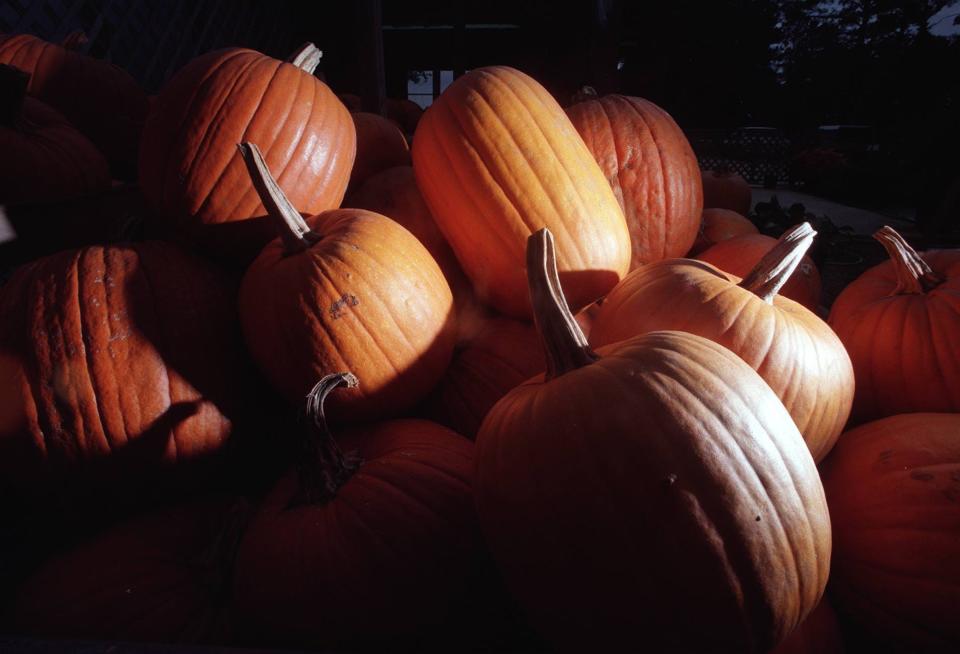 Piles of pumpkins at Indigo Farms in southern Brunswick County.