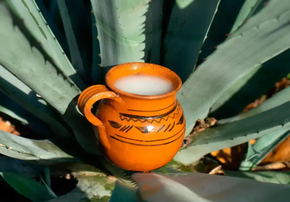 bebida alcohólica mexicana. Foto: El pulque fue una delas bebidas fermentadas clásicas de las civilizaciones mesoamericanas. El primer producto alcohólico que prepararon con fines comerciales/ Diana Karen Jiménez