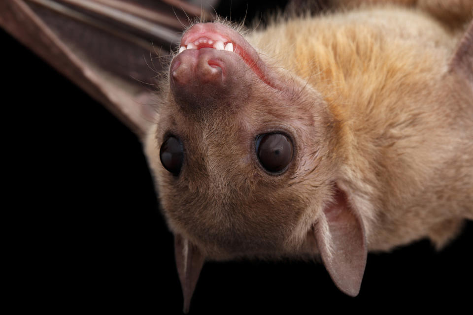 bat