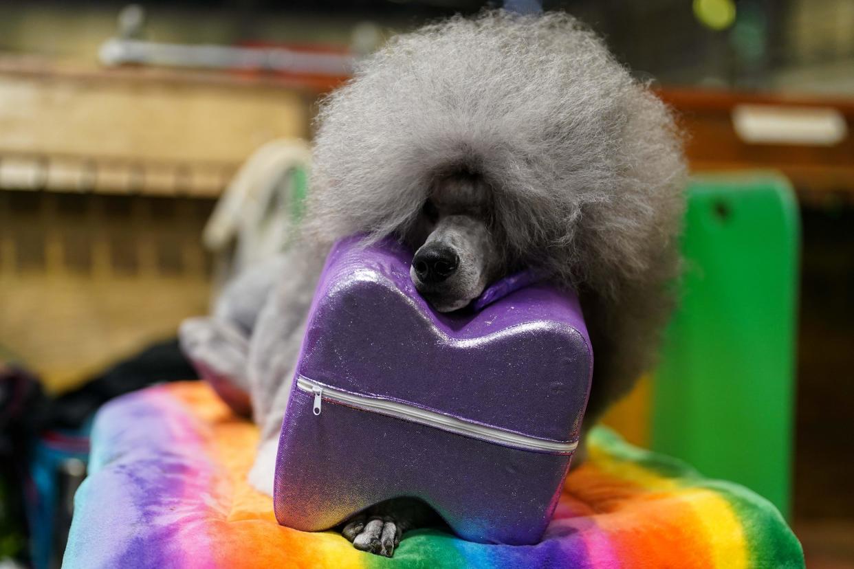 A Standard Poodle waits to groomed during the first day of the Crufts Dog Show at the National Exhibition Centre (NEC) in Birmingham. Picture date: Thursday March 7, 2024.