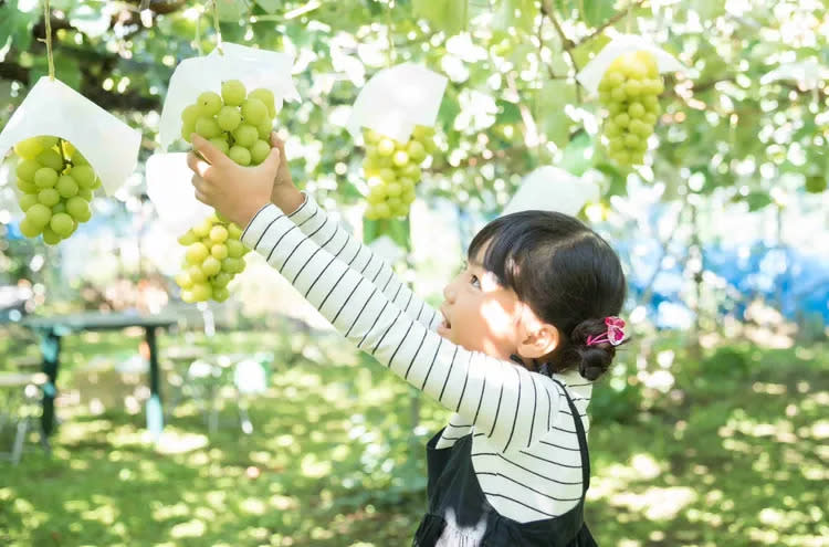 易飛網暑假親子行程，特別安排日本採果體驗，還可以水蜜桃吃到飽，第二人最高折萬元，兒童最高也折萬元。業者提供