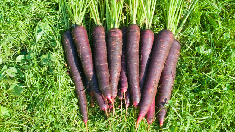 purple carrots on grass