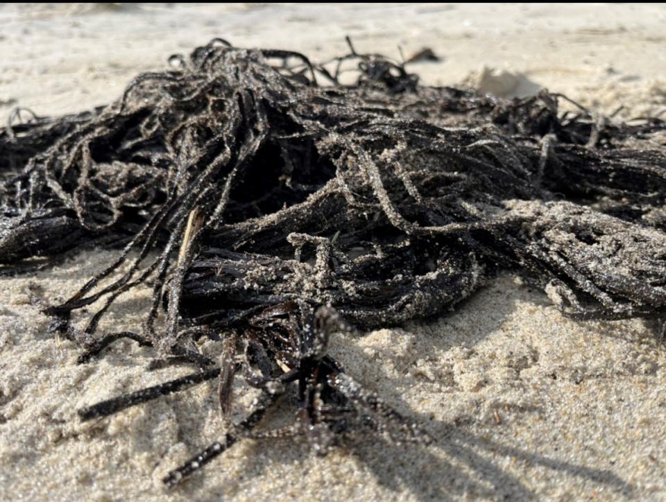 A clump of perhaps sea grass coated in an oil residue seen on the beach in Long Branch by the Asbury Park Press on Nov. 28, 2023