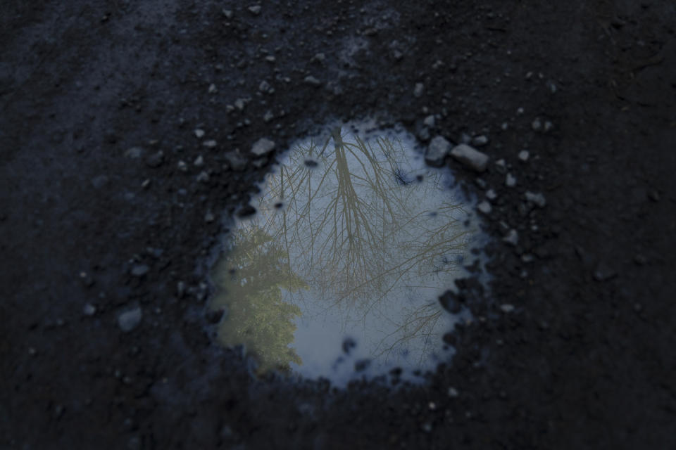 Trees are reflected in a pothole along a road in the Capitol Forest, Thursday, March 14, 2024, in Olympia, Wash. (AP Photo/Jenny Kane)