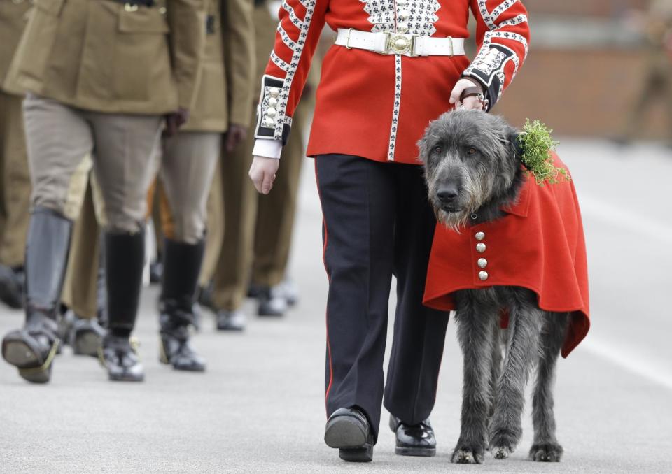 Domhnall the Irish Wolfhound wears a shamrock after being presented it by Kate, The Duchess of Cambridge during a visit to the 1st Battalion Irish Guards at the St. Patrick's Day Parade at Mons Barracks, Aldershot, in England, Monday, March 17, 2014. The Duke of Cambridge attended the Parade as Colonel of the Regiment. The Duchess of Cambridge presented the traditional sprigs of shamrocks to the Officers and Guardsmen of the Regiment. (AP Photo/Kirsty Wigglesworth)