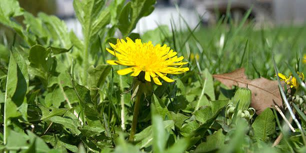 close up of a flowering dandelion weed on a residential lawn with house in background