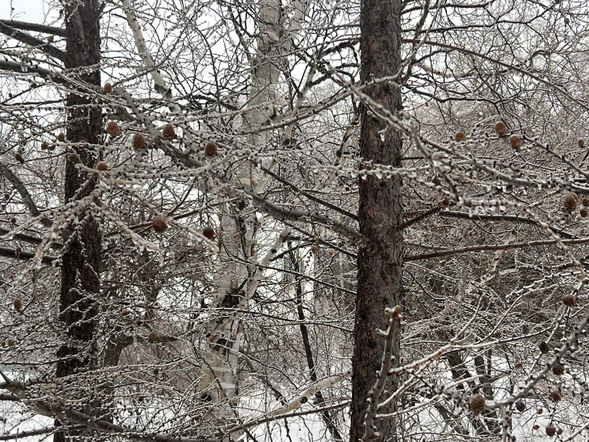 A night of freezing rain has left ice to buildup on trees and power lines, which has caused power outages in parts of western and central Newfoundland. (Andrew S/Twitter - image credit)