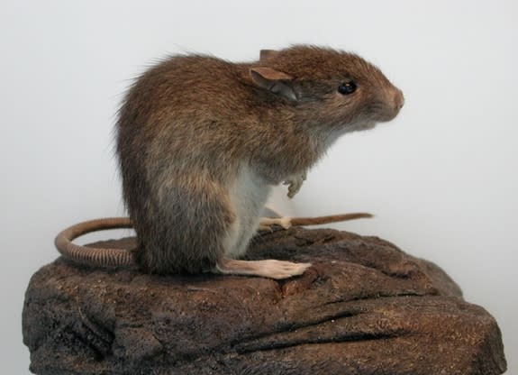 The Polynesian rat (also known as kiore) is somewhat smaller than its Europeans counterparts and, according to ethnographic accounts, was tasty to eat. New research reveals that they formed an important part of the diet for the inhabitants of E