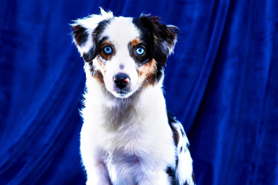 Puppies with special needs playing in puppy bowl 2023