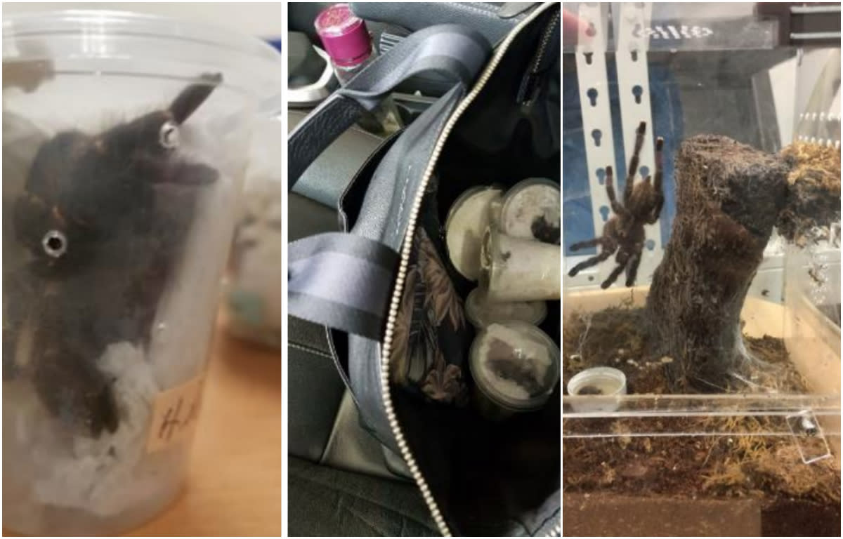Six live tarantulas were found in containers inside Tam’s sling bag (left, centre), while another 92 tarantulas were found at his home (right). (PHOTOS: ICA & AVA)