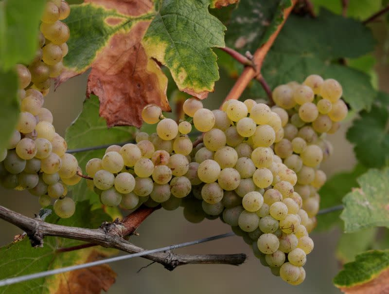FILE PHOTO: Cluster of grapes is pictured in Bruendlmayers wineyard near Langenlois