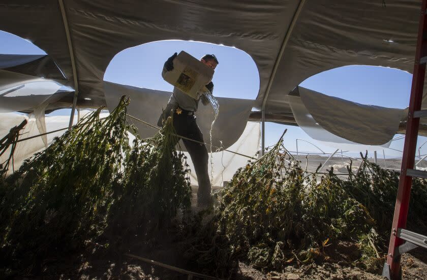 PHELAN, CA - June 10: A member of the San Bernardino County Sheriff's Marijuana Enforcement Team destroys cannabis plants while raiding an illegal marijuana grow on Friday, June 10, 2022 in Phelan, CA. (Brian van der Brug / Los Angeles Times)