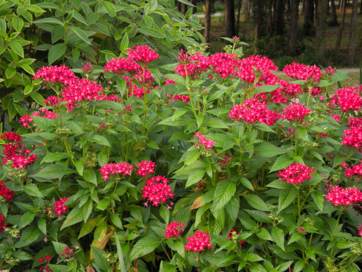 Pentas is a good butterfly and hummingbird plant for your summer garden.